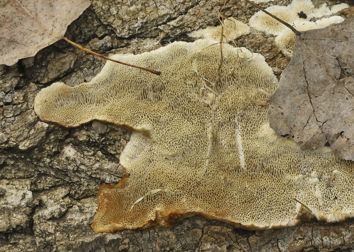 Altro aphyllophorales romano